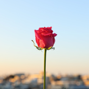 Flowering light #012 photograph