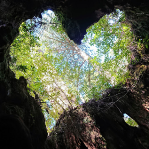 #9 Natural heart of ancient Japanese cypress tree : Kagoshima