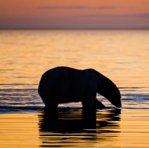 Silhouette of a polar bear