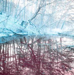 RE : Reflections in the forest – shiki color’s infrared photography