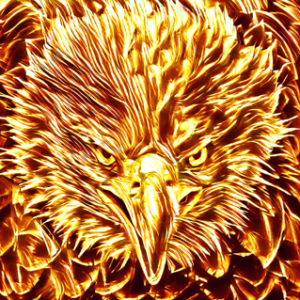 金鷲 / Shining eagle – AniMo -Animals in Motion-