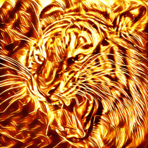 金虎 / Shining tiger – AniMo -Animals in Motion-
